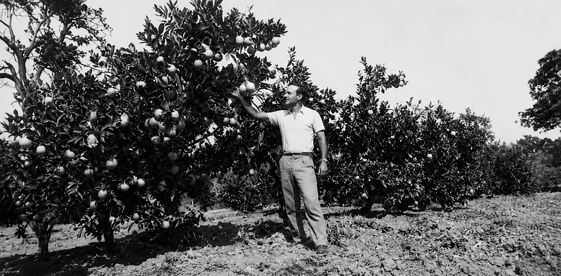 Wilson Alves Paixão — tradição Paixão Pedras desde 1942